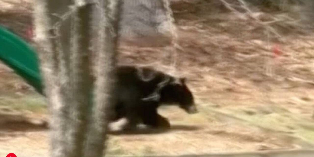 A bear is spotted in Connecticut playing on family’s backyard slide