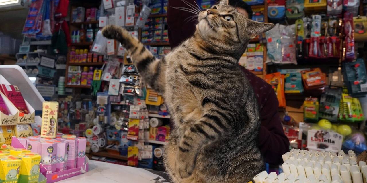 Bodega cats make New Yorkers’ hearts purr, even if they violate state regulations