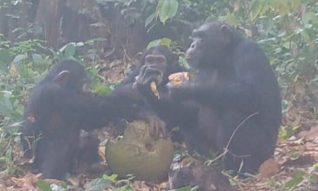Party animals: Chimpanzees caught on camera sharing alcoholic fruit
