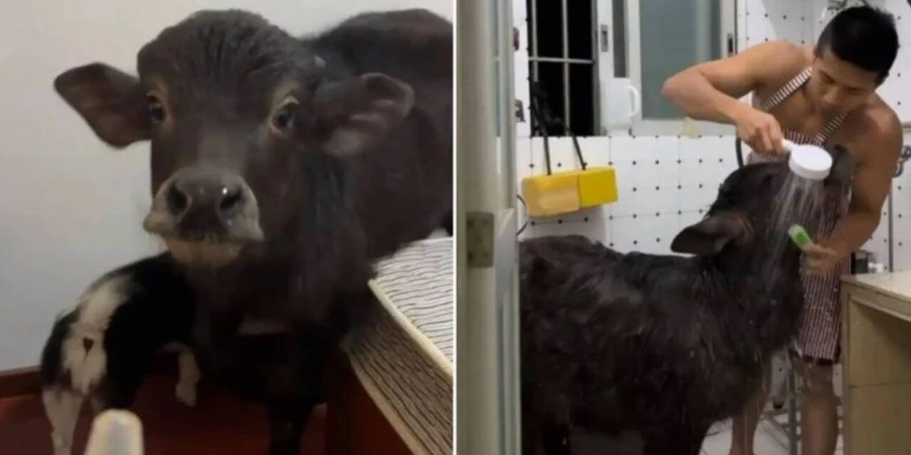 Man Keeps Getting Evicted from Rented Apartments Because of Pet Buffalo Calf