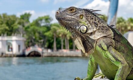 Man does ‘most Florida thing ever’ and turns iguana eggs into breakfast