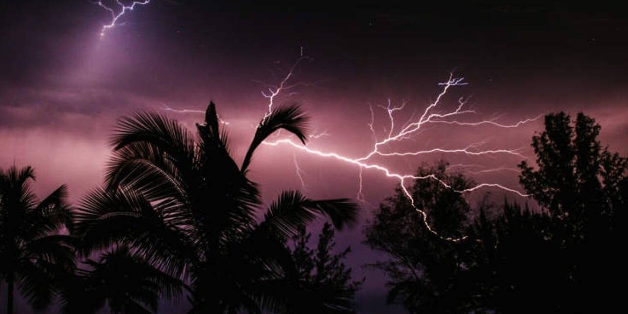 Scientists Discover Tree That Thrives When Struck by Lightning