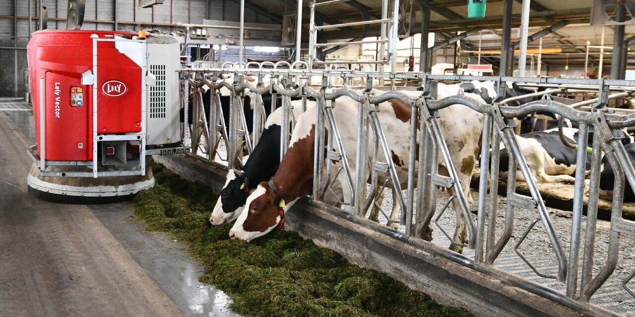How Dairy Robots Are Changing Work for Cows (and Farmers)