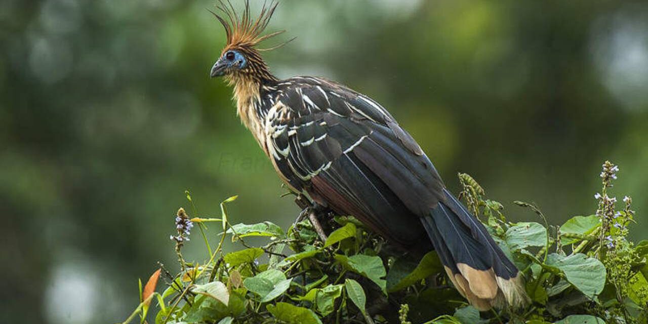 The World’s Stinkiest Bird Smells Like Cow Manure