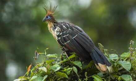 The World’s Stinkiest Bird Smells Like Cow Manure