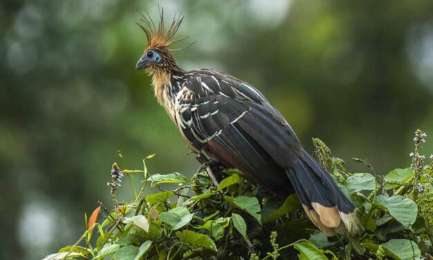 The World’s Stinkiest Bird Smells Like Cow Manure
