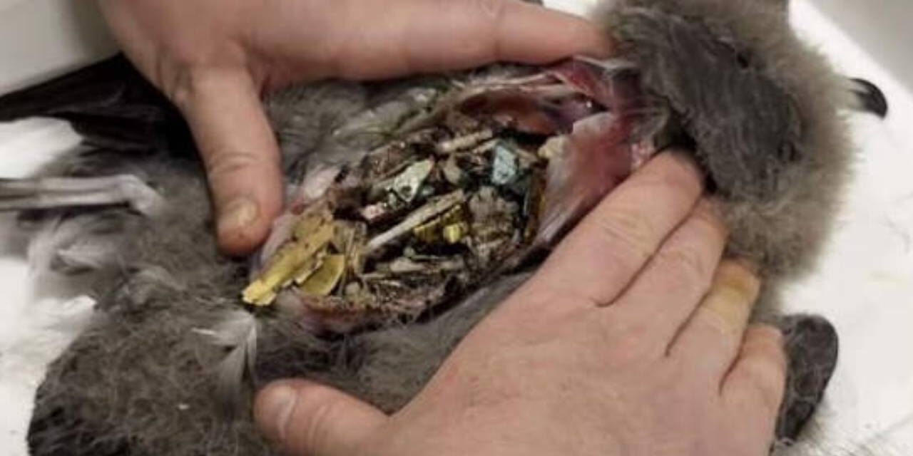 Australian Island Birds Are So Full of Plastic They Crackle and Crunch