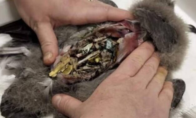 Australian Island Birds Are So Full of Plastic They Crackle and Crunch