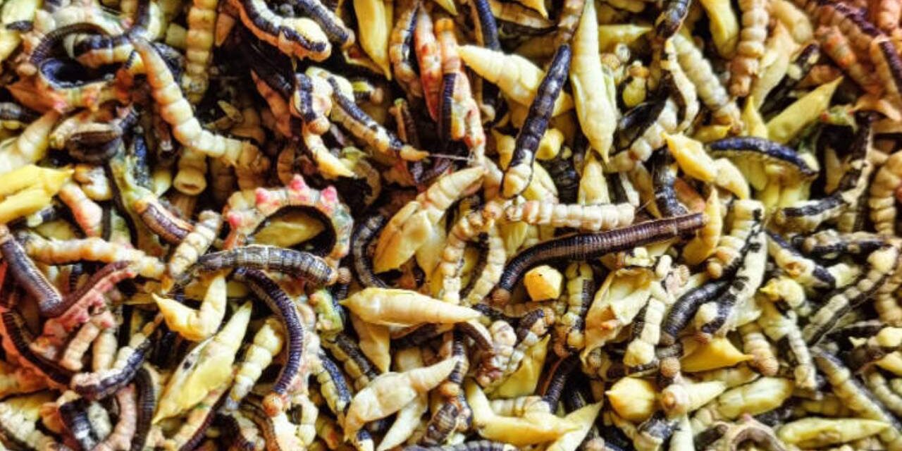Stir-Fried Cassia Caterpillars – Vietnam’s Hard-to-Stomach Delicacy