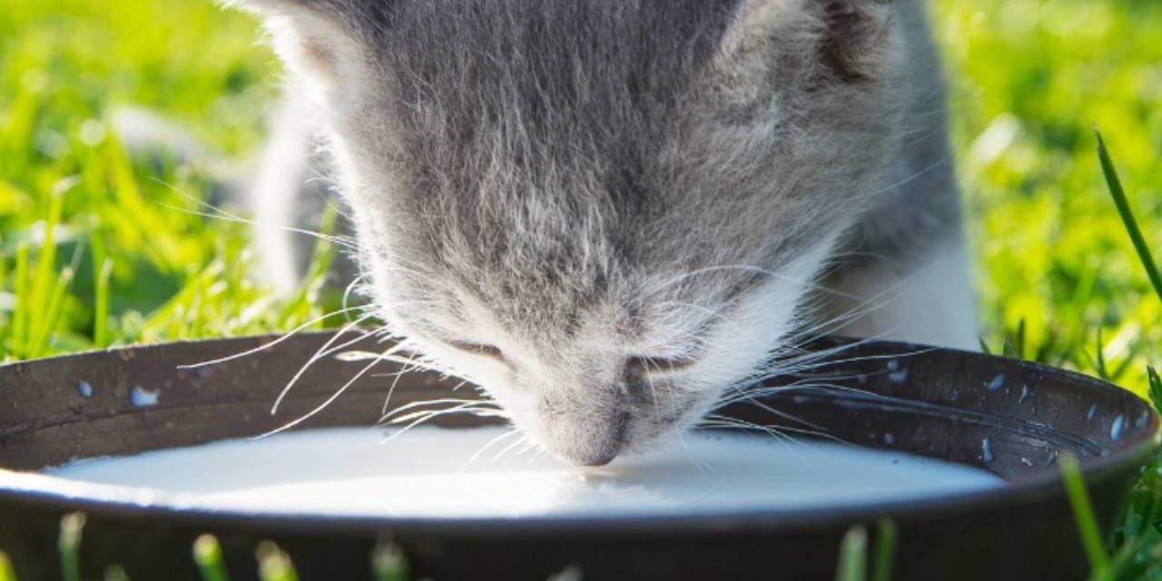 Expert Explains Why We Need to Stop Giving Milk to Cats