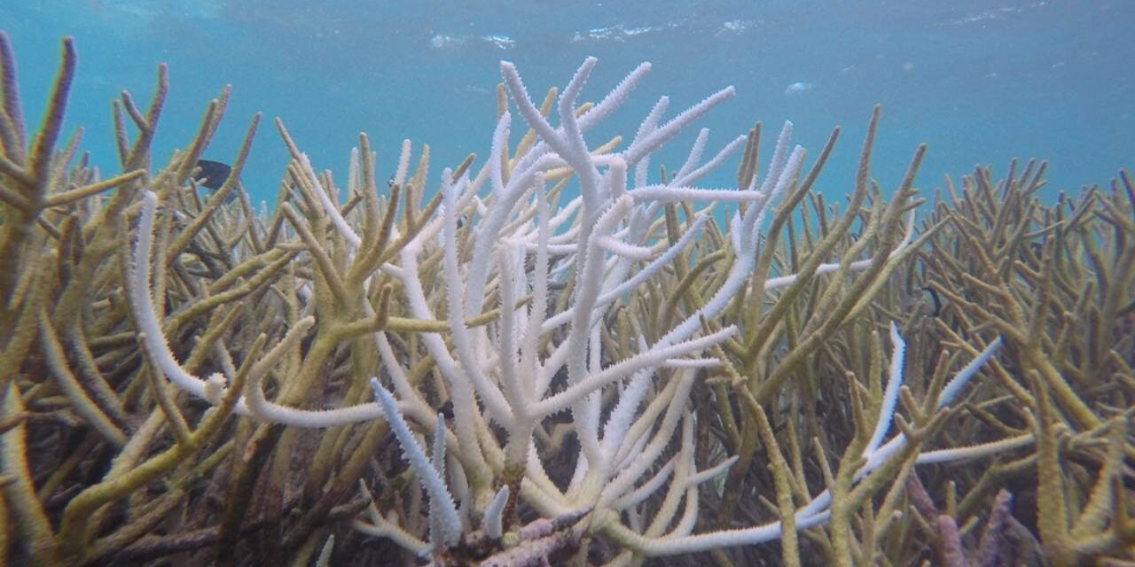 A new dimension to marine restoration: 3D printing coral reefs