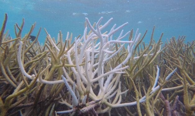 A new dimension to marine restoration: 3D printing coral reefs