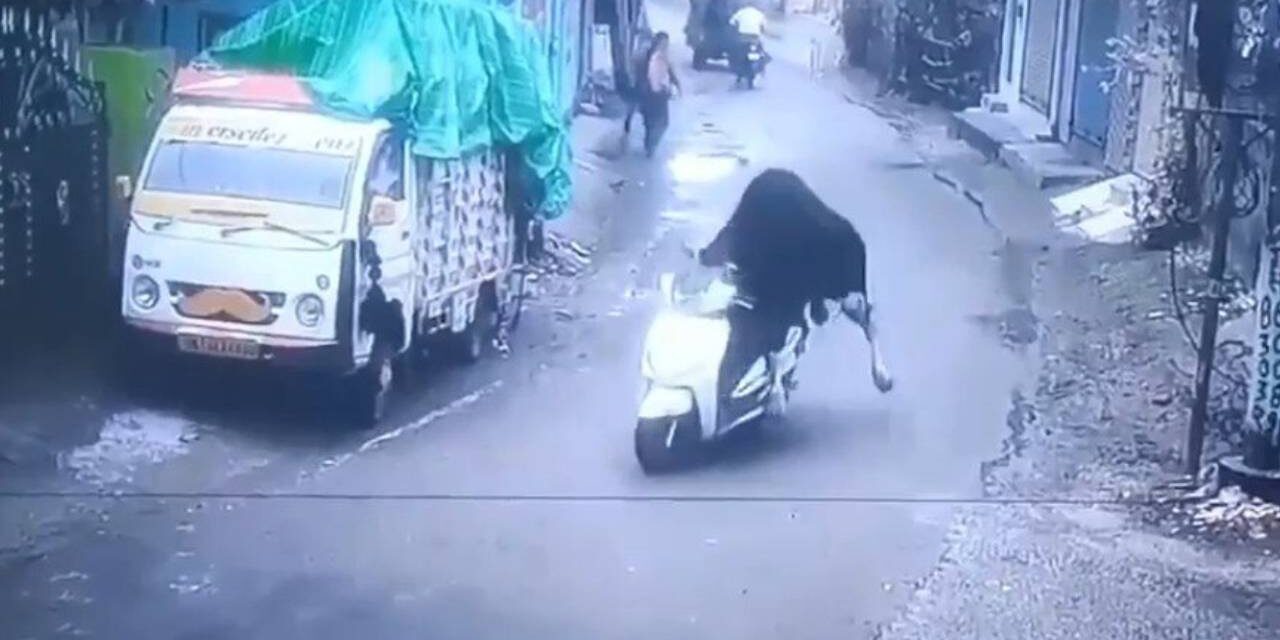 Wandering bull takes parked scooter for a joyride