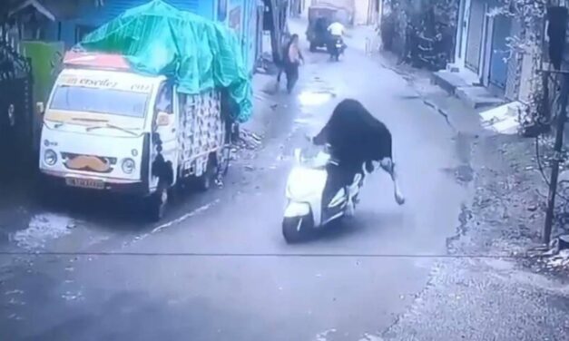 Wandering bull takes parked scooter for a joyride