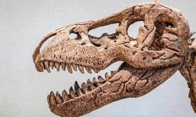 Purses made from T. rex? This company claims leather made from 66 million-year-old dinosaur DNA is coming