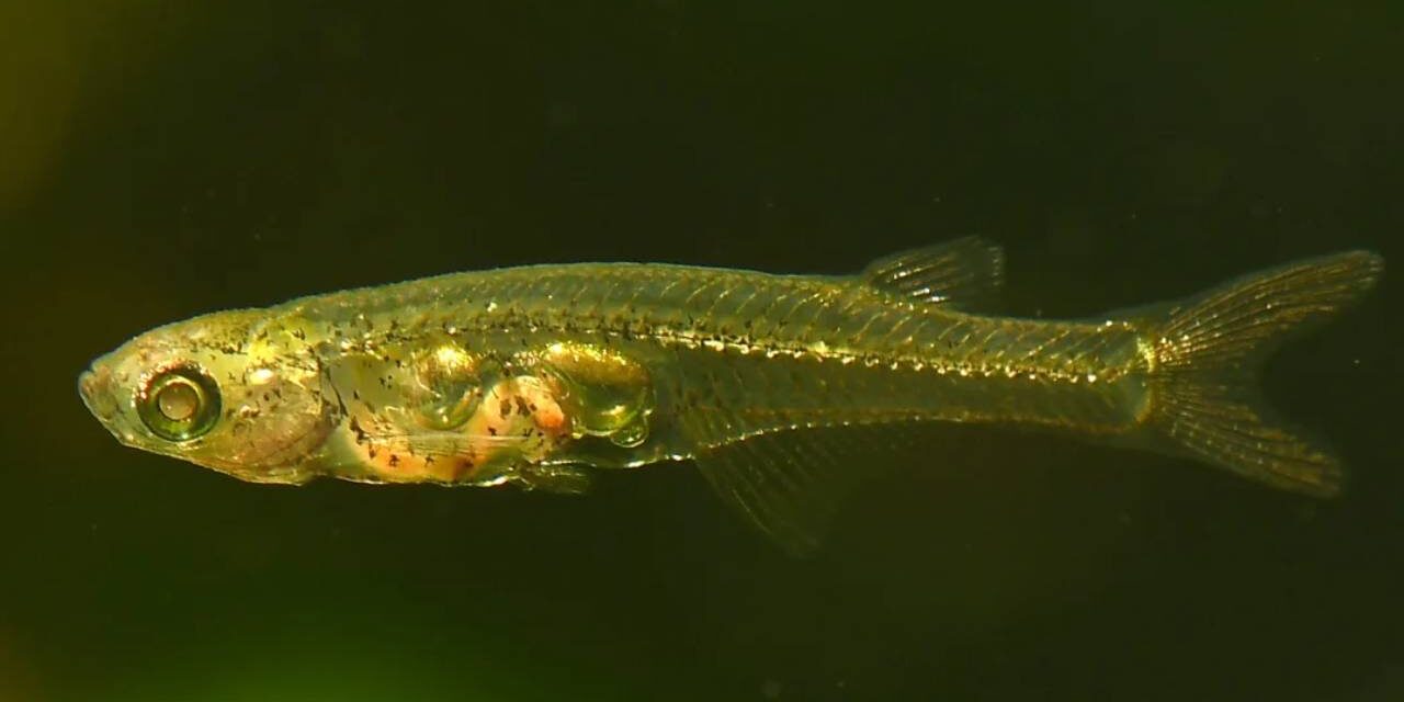 Tiny fish can make noises louder than an elephant, says new study