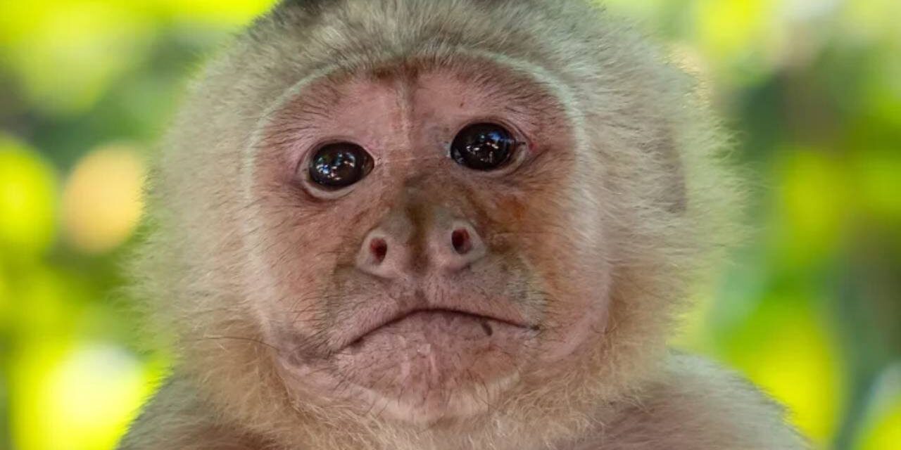 ‘Shocking’ Monkey Kidnappings Baffle Scientists In First-Of-Its-Kind Footage