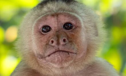 ‘Shocking’ Monkey Kidnappings Baffle Scientists In First-Of-Its-Kind Footage