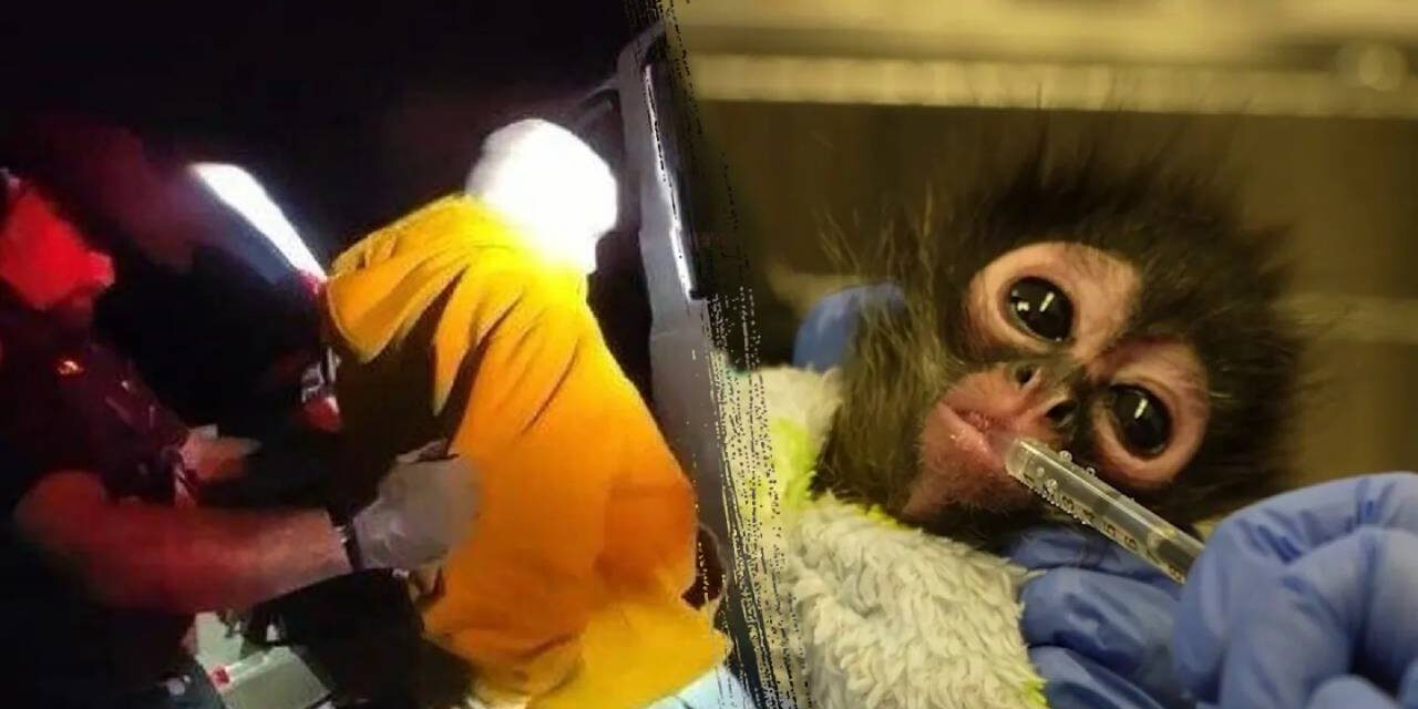 California meth bust leads to rescue of young spider monkey