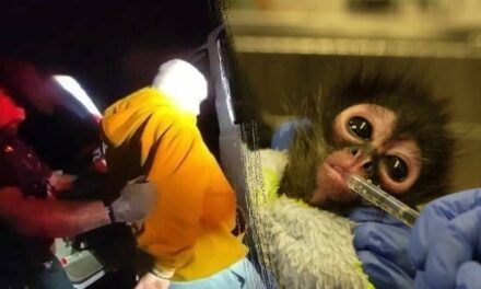 California meth bust leads to rescue of young spider monkey