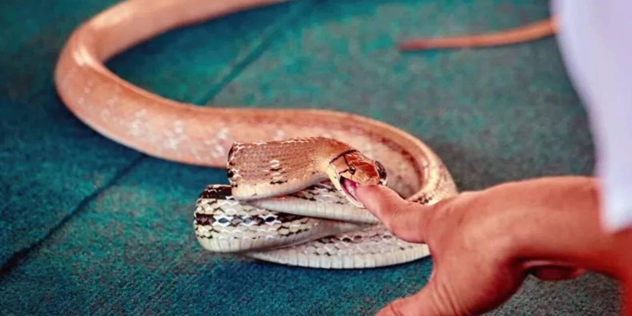 Man Injects Snake Venom 856 Times To Create ‘Universal Antivenom’