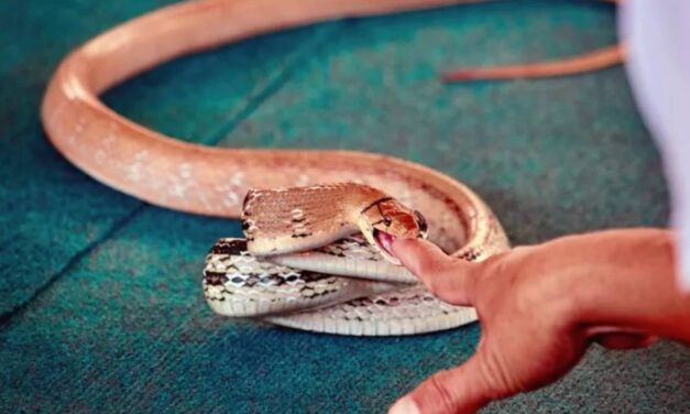 Man Injects Snake Venom 856 Times To Create ‘Universal Antivenom’