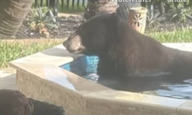 Bear trapped using doughnuts after a soak in hot tub