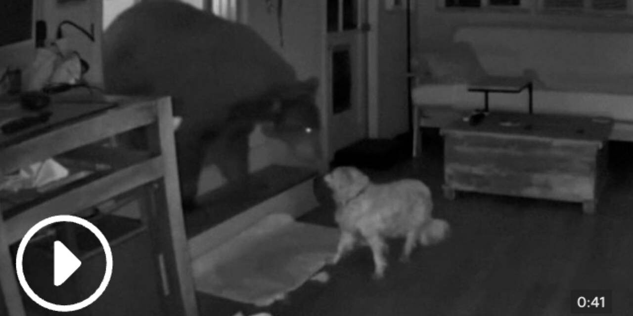 Moment dog stands up to bear intruding in Californian home