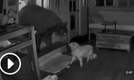 Moment dog stands up to bear intruding in Californian home