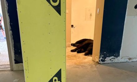 Bear found napping in Florida condo lobby