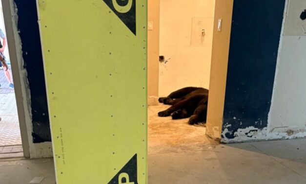 Bear found napping in Florida condo lobby