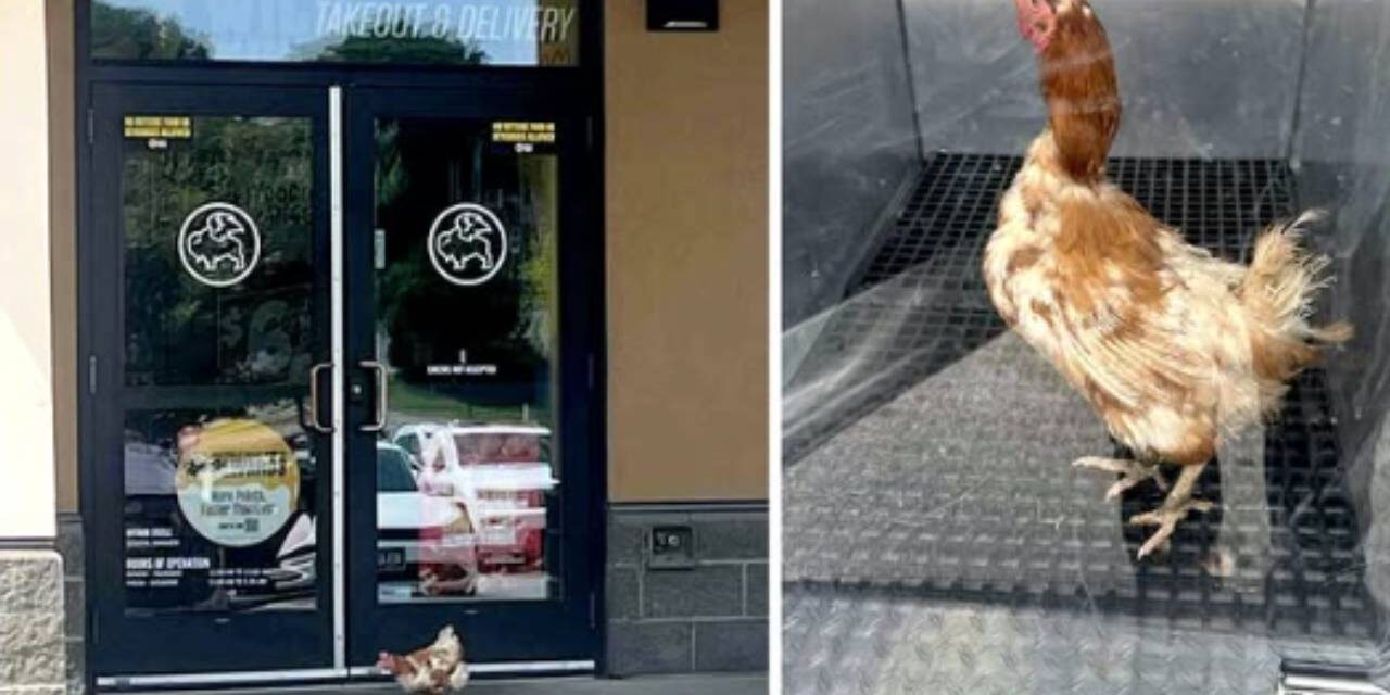 Loose chicken rescued from Buffalo Wild Wings in Iowa