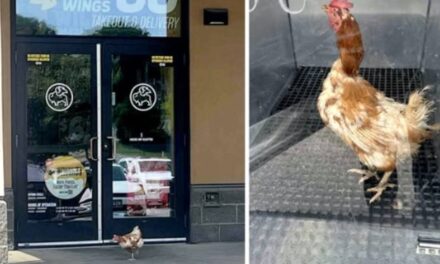 Loose chicken rescued from Buffalo Wild Wings in Iowa