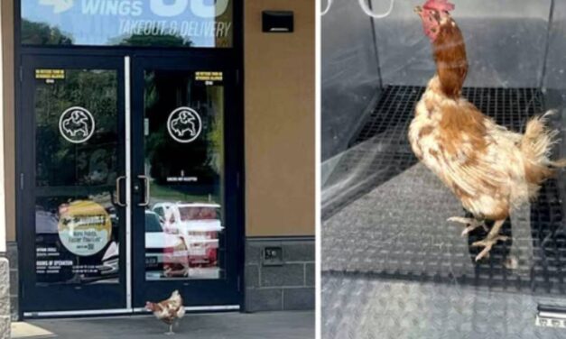Loose chicken rescued from Buffalo Wild Wings in Iowa