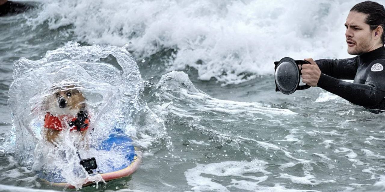 Photos of top surfing dogs catching waves at Huntington Beach