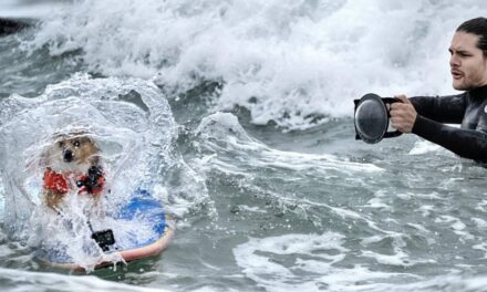 Photos of top surfing dogs catching waves at Huntington Beach
