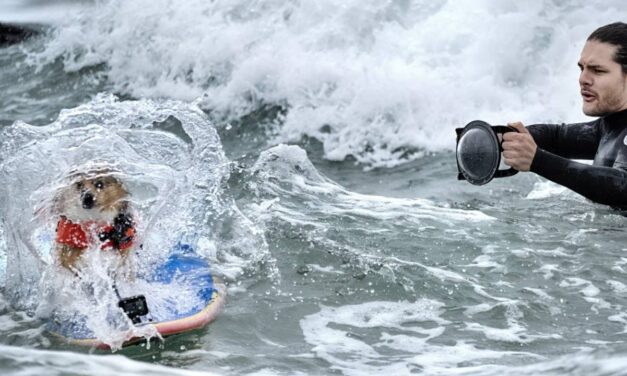 Photos of top surfing dogs catching waves at Huntington Beach