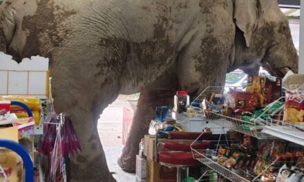Hungry Elephant Raids Grocery Store In Thailand For Snacks