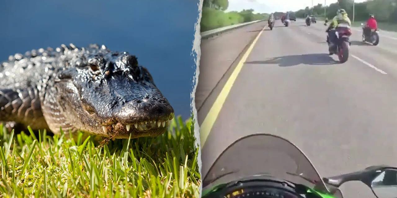 Florida motorcyclists injured after hitting six-foot alligator on highway