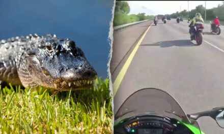Florida motorcyclists injured after hitting six-foot alligator on highway