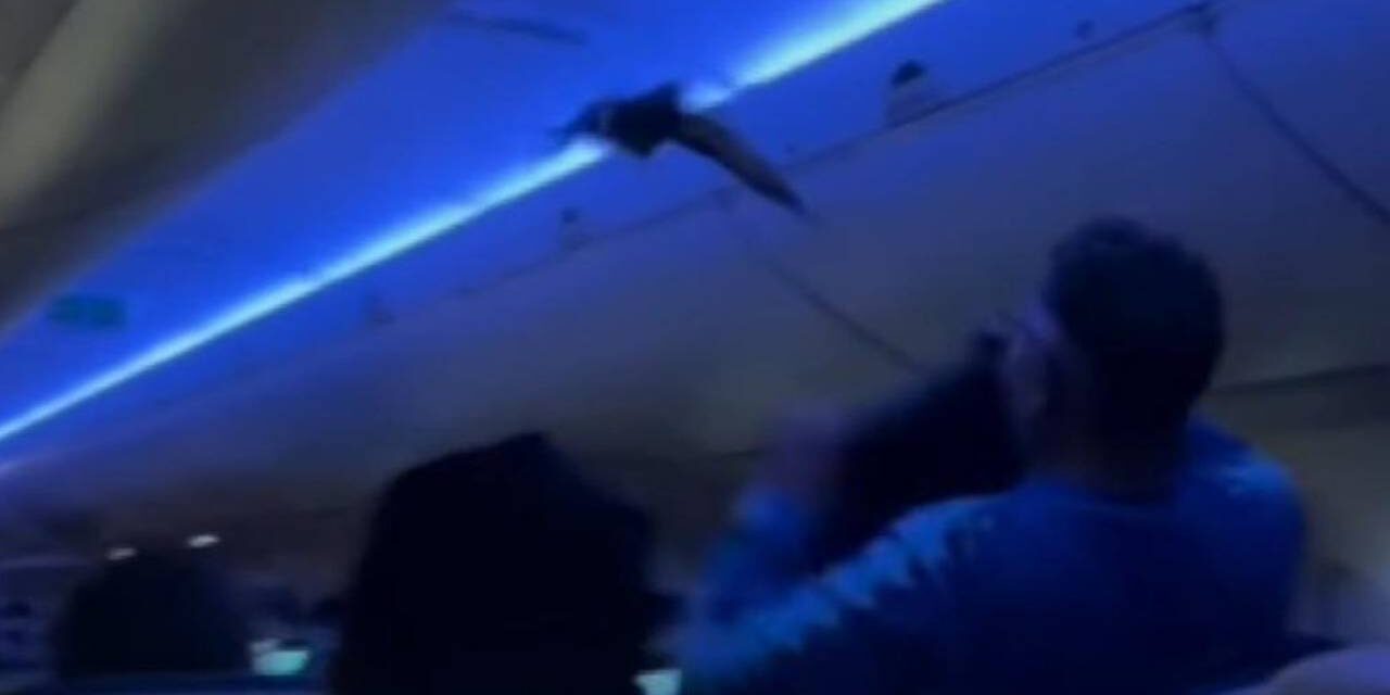 Stowaway pigeons cause chaos in passenger cabin on Delta plane