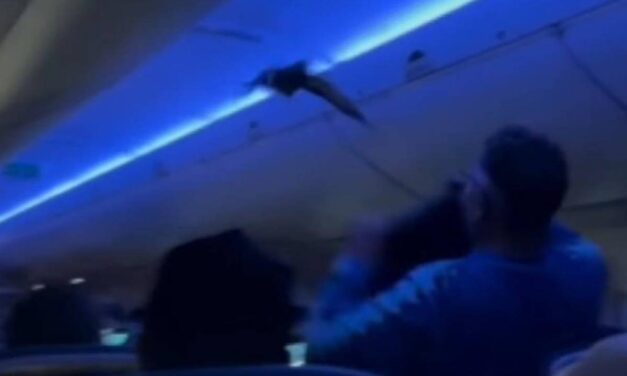 Stowaway pigeons cause chaos in passenger cabin on Delta plane