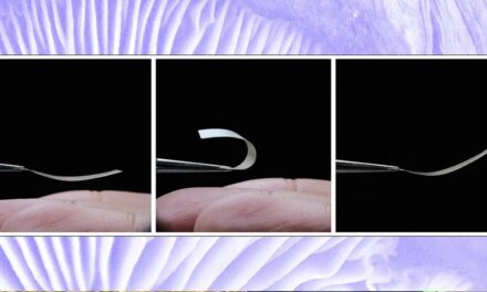 Scientists Create Living Plastic Alternative