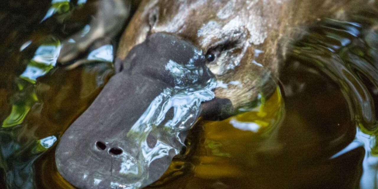 Scientists Just Solved a 100-Million-Year-Old Mystery About Platypus Sex