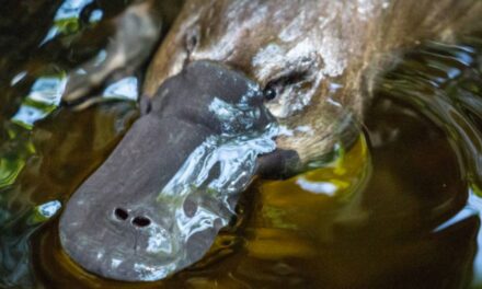 Scientists Just Solved a 100-Million-Year-Old Mystery About Platypus Sex