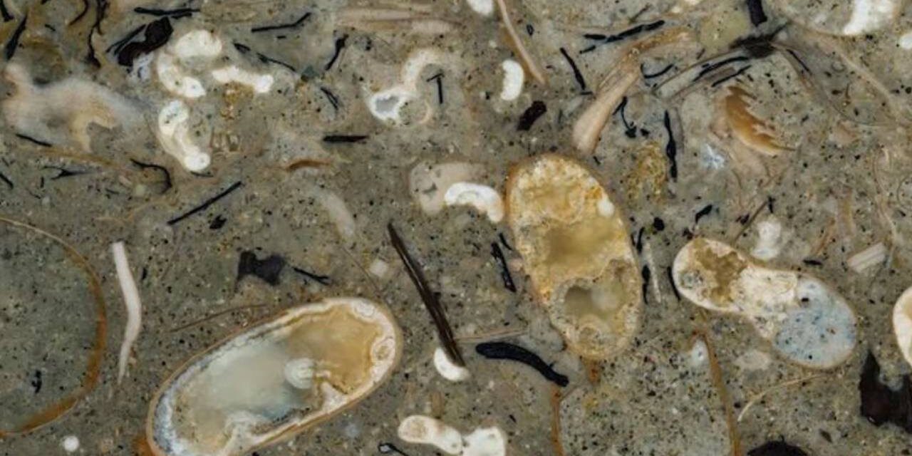 100-Million-Year-Old Rock Reveals 40 Never-Before-Seen Squid Species