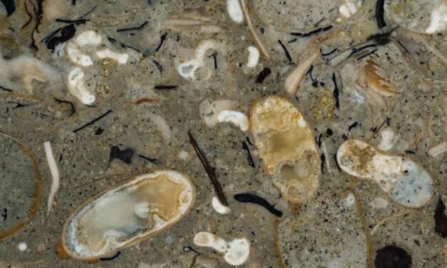 100-Million-Year-Old Rock Reveals 40 Never-Before-Seen Squid Species
