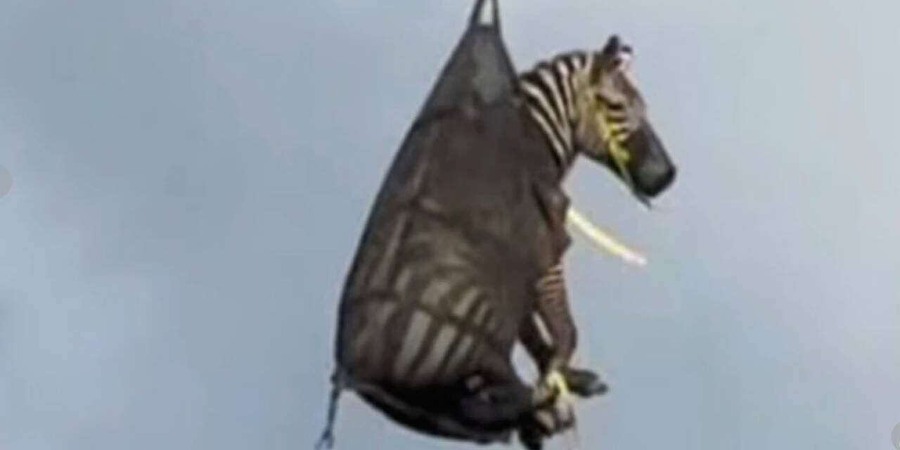 A runaway pet zebra has been captured in Tennessee
