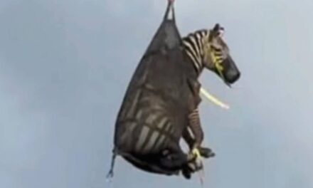 A runaway pet zebra has been captured in Tennessee