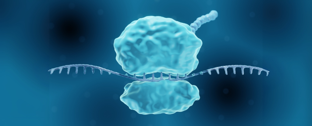 Recreating a Rare Mutation Could Grant Almost Universal Virus Immunity For Days